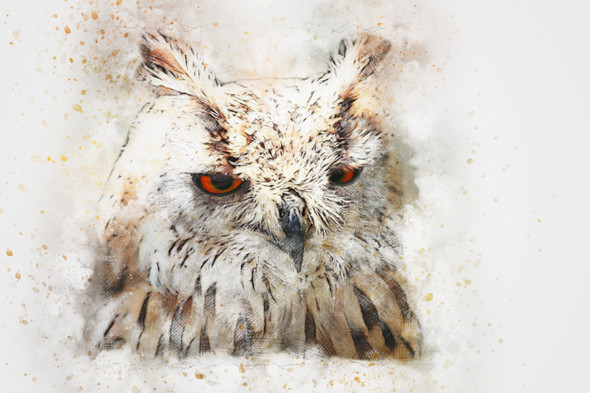 Bird Owl  (PRT_7809_67354) - Canvas Art Print - 26in X 17in