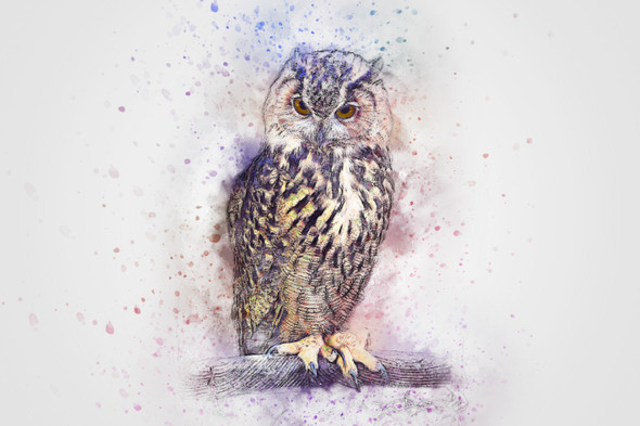 Bird Owl  (PRT_7809_67348) - Canvas Art Print - 28in X 19in