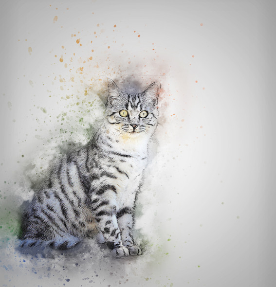 Cat Pet (PRT_7809_67879) - Canvas Art Print - 24in X 24in
