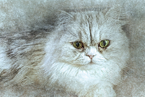 Cat  (PRT_7809_67809) - Canvas Art Print - 24in X 16in