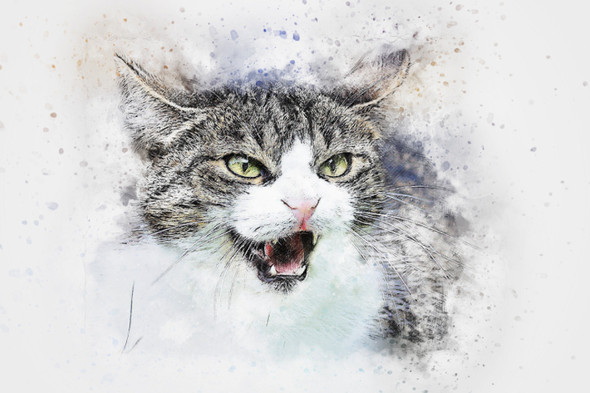 Cat Pet   (PRT_7809_67799) - Canvas Art Print - 24in X 16in