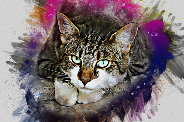 Cat  (PRT_7809_67797) - Canvas Art Print - 24in X 16in