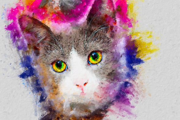 Cat Animal  (PRT_7809_67735) - Canvas Art Print - 26in X 17in