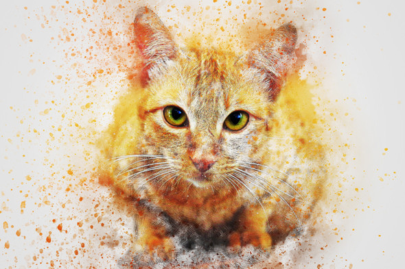 Cat Animal  (PRT_7809_67719) - Canvas Art Print - 24in X 16in