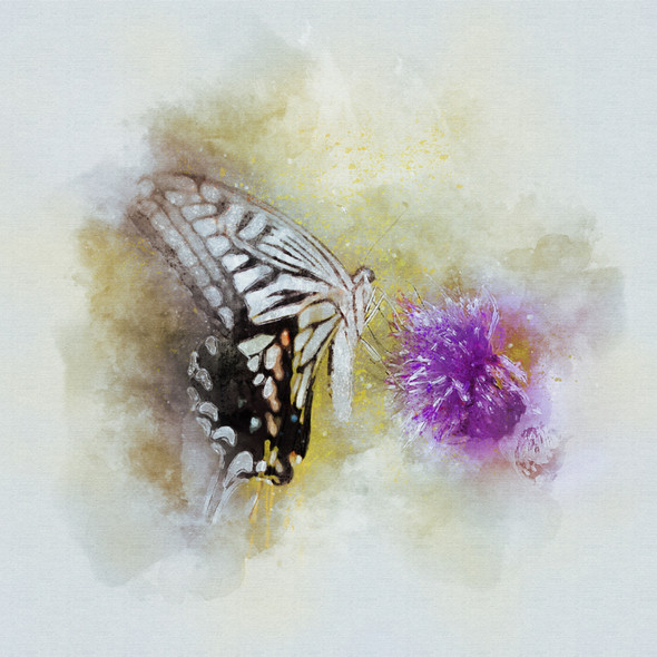 Butterfly Nature  (PRT_7809_67665) - Canvas Art Print - 24in X 24in