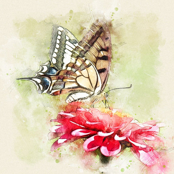 Butterfly Flower  (PRT_7809_67659) - Canvas Art Print - 24in X 24in