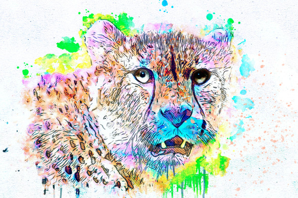 Cheetah (PRT_7809_67922) - Canvas Art Print - 24in X 16in