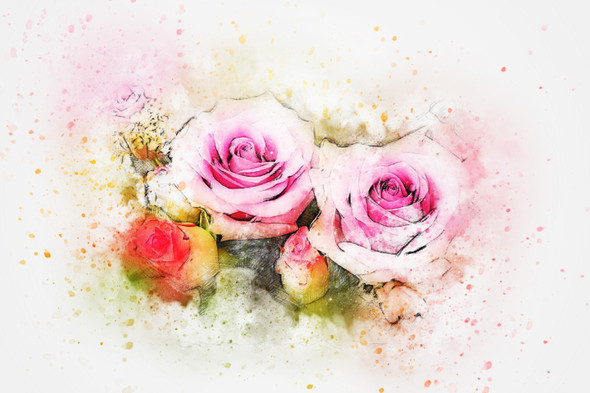 Flower Roses (PRT_7809_70235) - Canvas Art Print - 26in X 17in