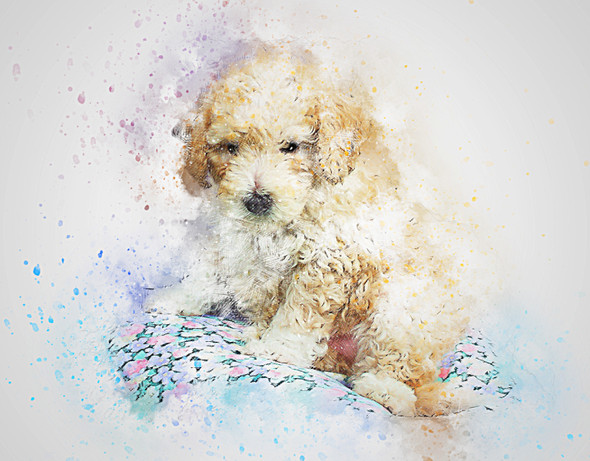 Dog Poodle Pet  (PRT_7809_72984) - Canvas Art Print - 26in X 20in
