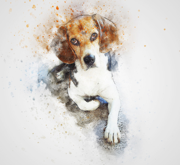 Dog 14  (PRT_7809_73161) - Canvas Art Print - 24in X 21in