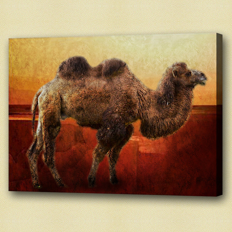 camel, camel in desert, camel walking alone