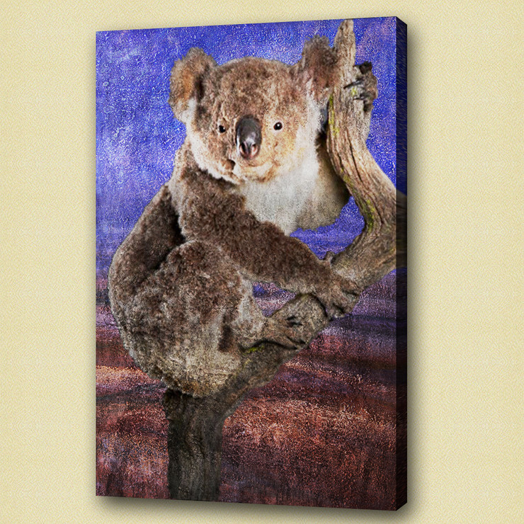 koala,stocky animal,wild life,wild animal,zoo  animal