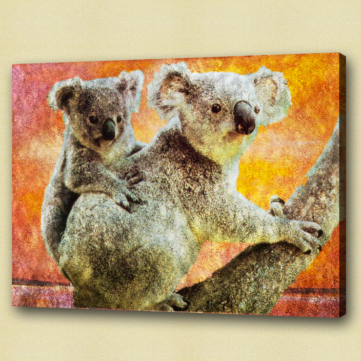 koala,stocky animal,wild life,wild animal,zoo  animal baby koala