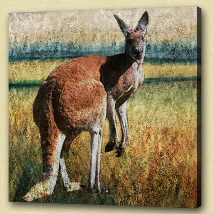 Kangaroo , polyphyletic grouping of species,Jumping animal,Wild Animal,Zoo animal