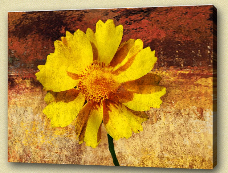 Flower,Florals, flowering plants ,mums or chrysanths,Plantae