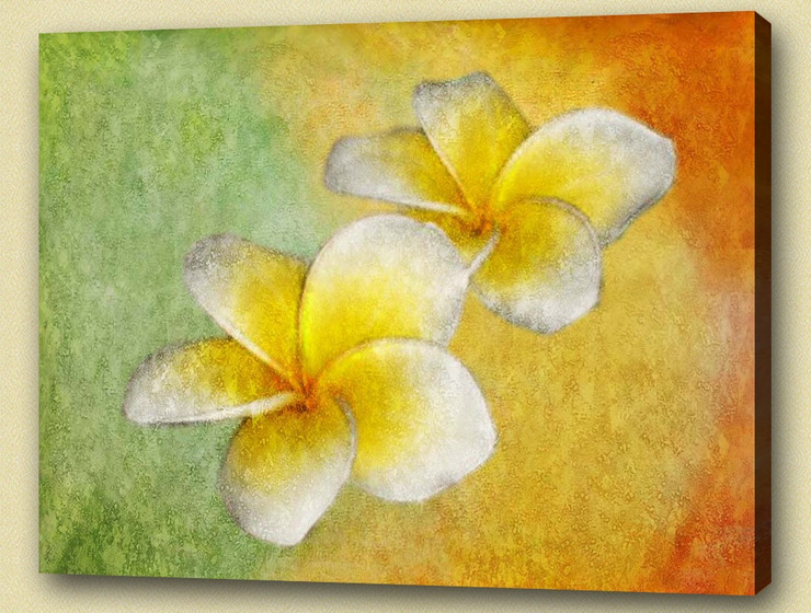 Flower,Florals, flowering plants ,Plantae,Plumeria