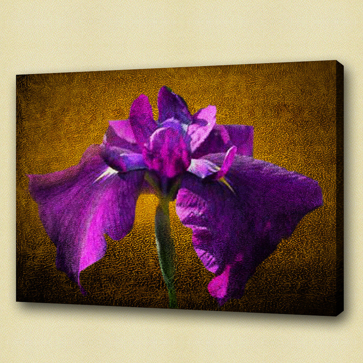Flower,Floral,Petals,Beauty of flower