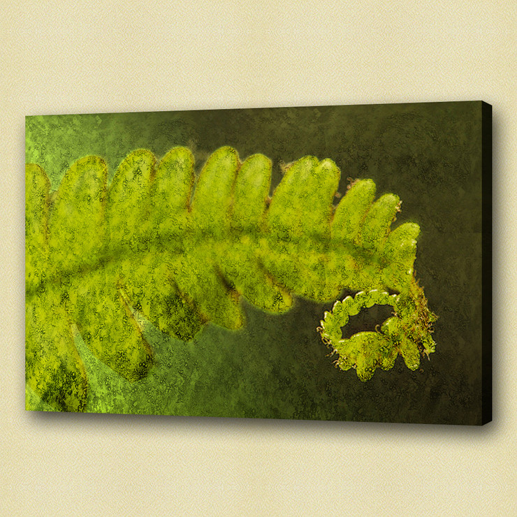 Fern leaf , vascular plants,mosses