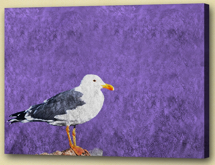 seagull,Bird,seabirds