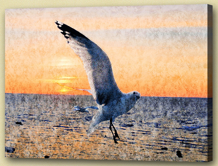 seagull,Bird,seabirds