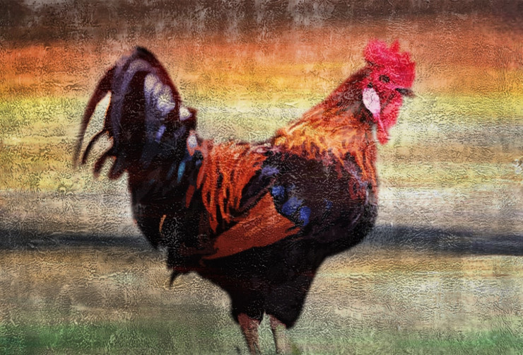 Bird,Cock,Rooster,cockerel