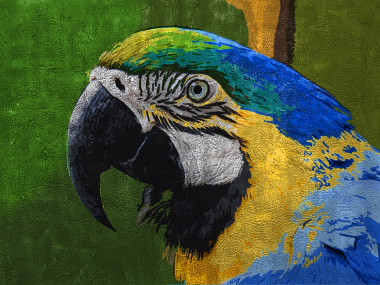 Bird,Parrot,psittacines,Macaw