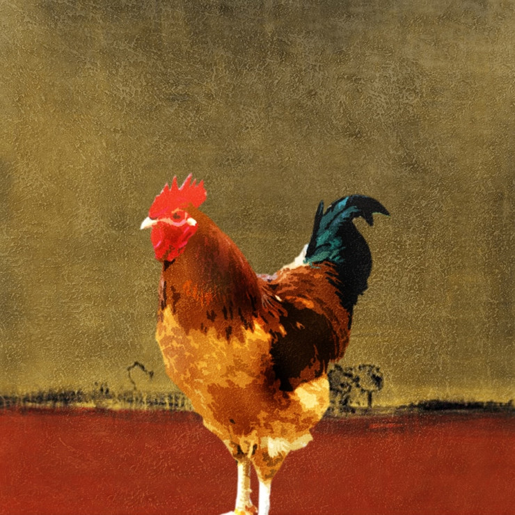 Bird,Rooster