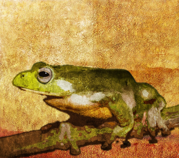 Frog,Jump,green frog