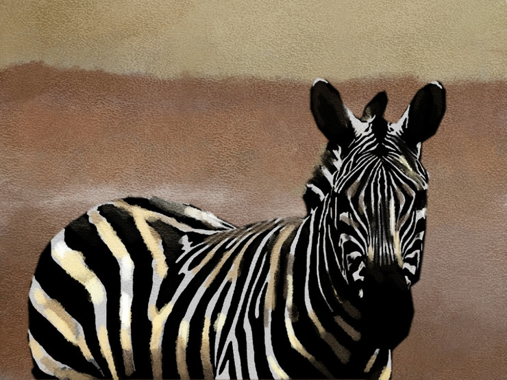 Zebra Dreams,Zebra,Wild life, African equids,stripes of zebras