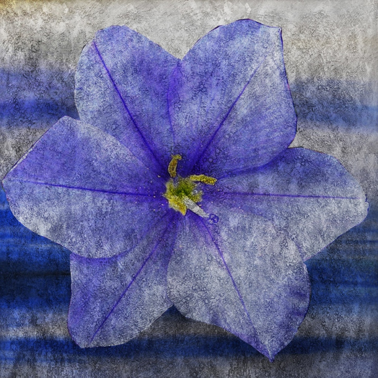 flower,Floral,Colorful flowers,petal,beauty of floral,bloom or blossom