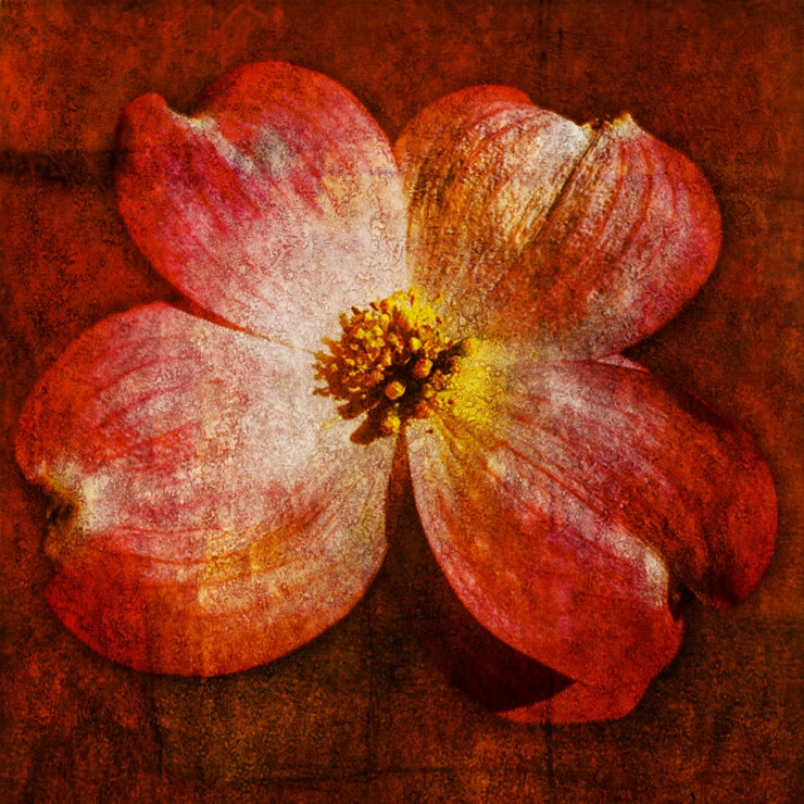 flower,Floral,Colorful flowers,petal,beauty of floral,bloom or blossom