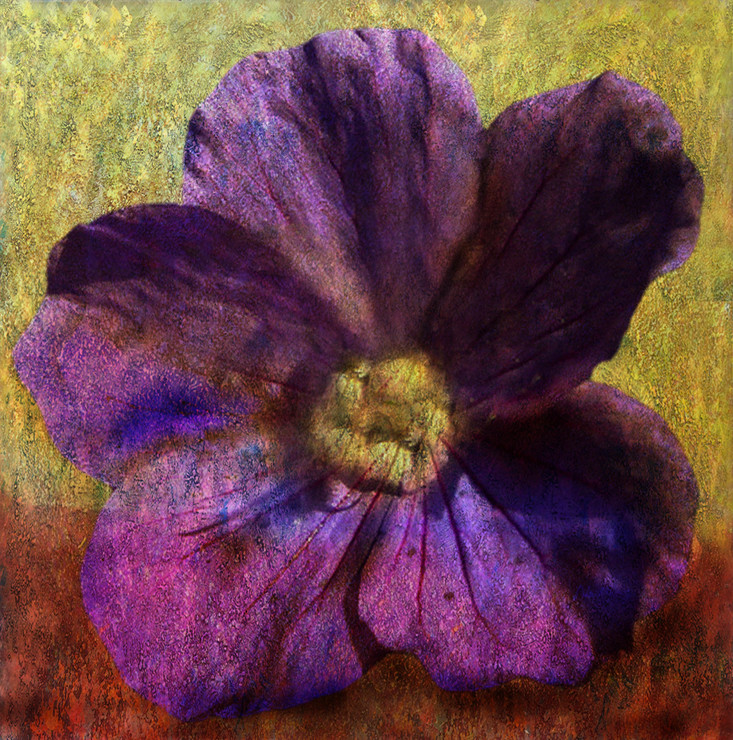 Flower,Floral,Colorful flowers,petal,beauty of floral,bloom ,blossom
