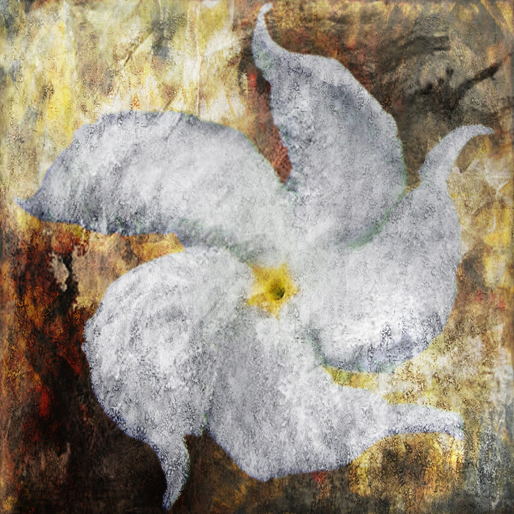 Flower,Floral,Colorful flowers,petal,beauty of floral,bloom ,blossom