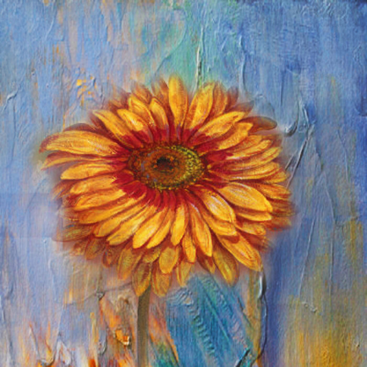 Flower,Floral,Colorful flowers,petal,beauty of floral,bloom ,blossom