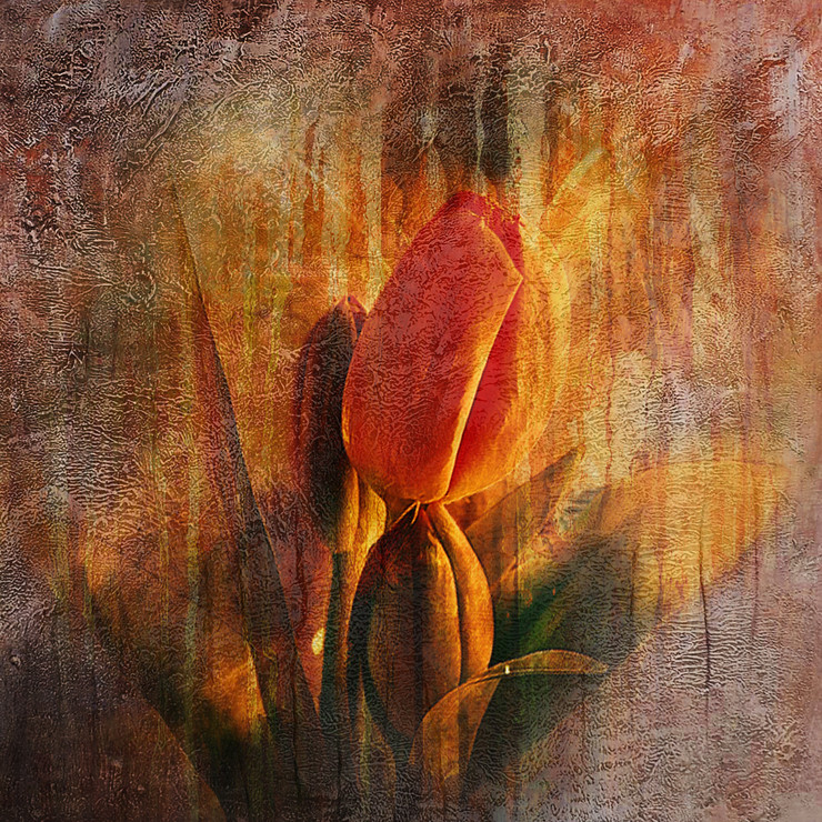 Flower,Floral,Colorful flowers,petal,beauty of floral,bloom ,blossom