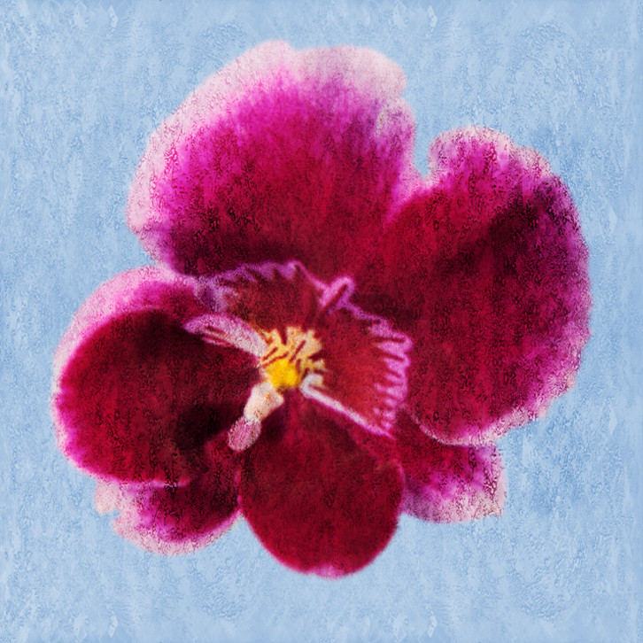 Flower,Floral,Colorful flowers,petal,beauty of floral,bloom ,blossom
