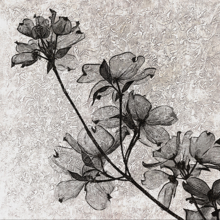 Flower,Floral,Colorful flowers,petal,beauty of floral,bloom ,blossom