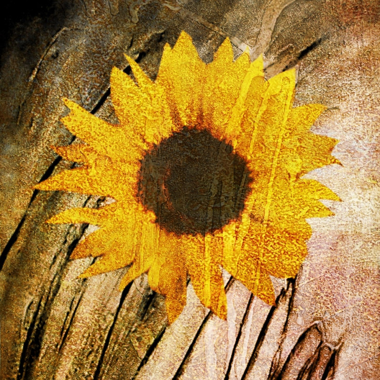 Flower,Floral,Colorful flowers,petal,beauty of floral,bloom ,blossom