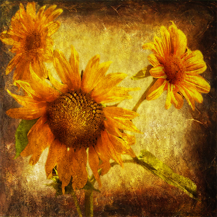 Flower,Floral,Colorful flowers,petal,beauty of floral,bloom ,blossom
