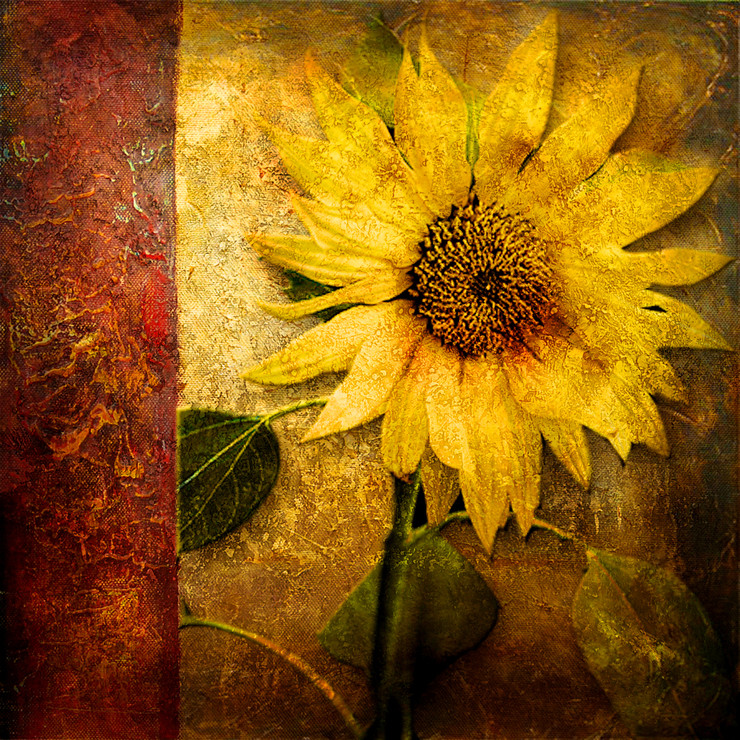 Flower,Floral,Colorful flowers,petal,beauty of floral,bloom ,blossom