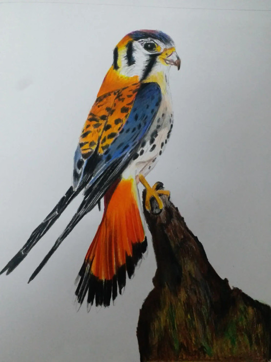 Blue Jay Bird Drawing (ART-15368-102125) - Handpainted Art Painting - 8in X 11in