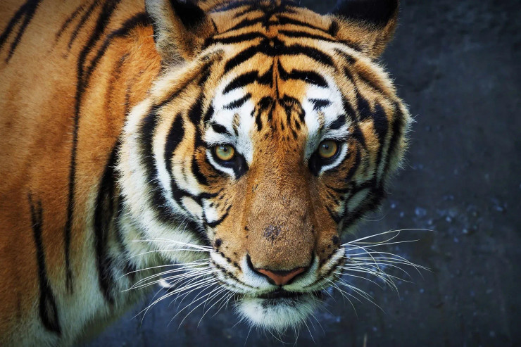 Tiger Looking Straight (PRT-8645-102532) - Canvas Art Print - 24in X 16in