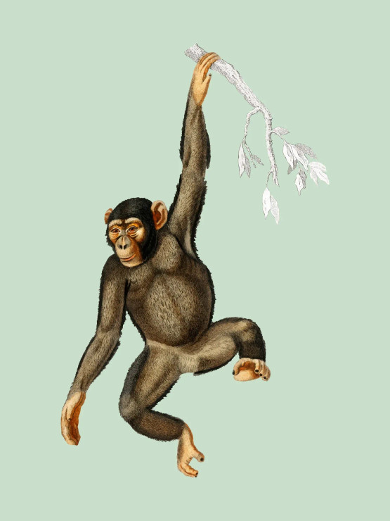 Chimpanzee Illustrations (PRT-8645-103046) - Canvas Art Print - 18in X 24in