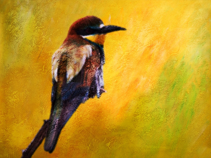 Birds,Beautiful Small Bird,Colorful Bird,Flying
