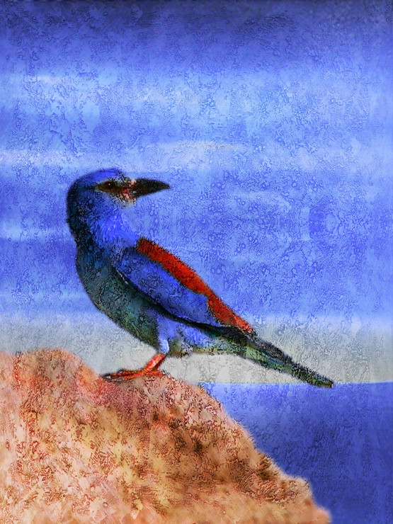 Birds,Beautiful Small Bird,Colorful Bird,Flying