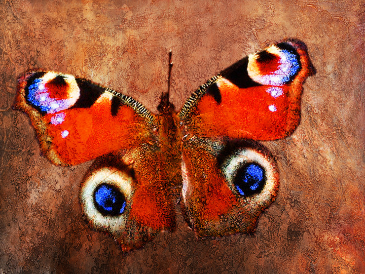 Butterflies, insects,Beauty of butterfly,Colorful Butterfly