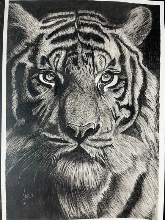 Tiger Face Drawing (ART-15961-104153) - Handpainted Art Painting - 11in X 16in