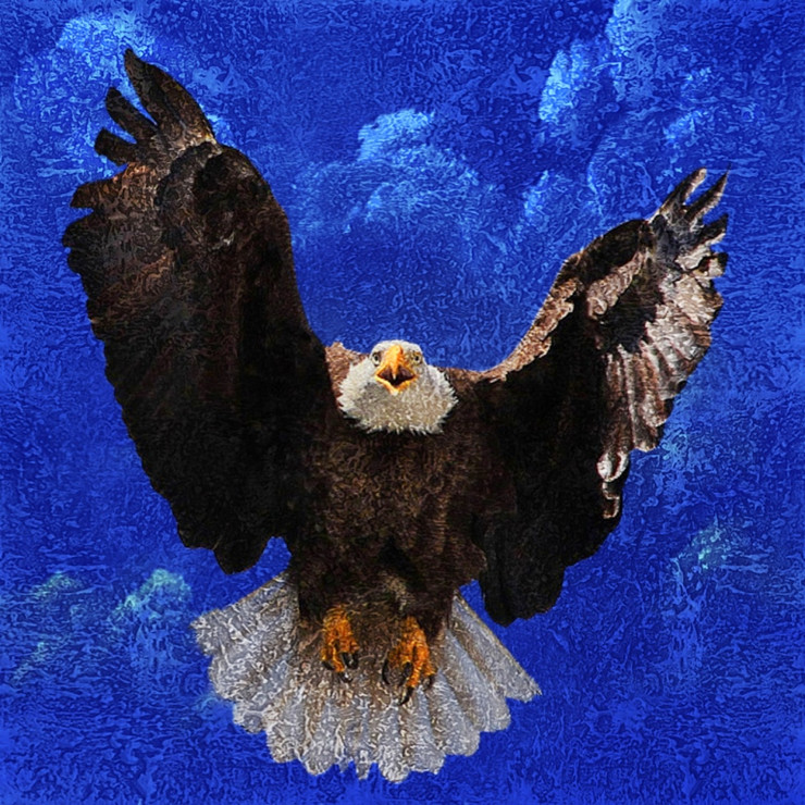 Accipitridae,Eagle,Eagles are large, powerfully built birds of prey
