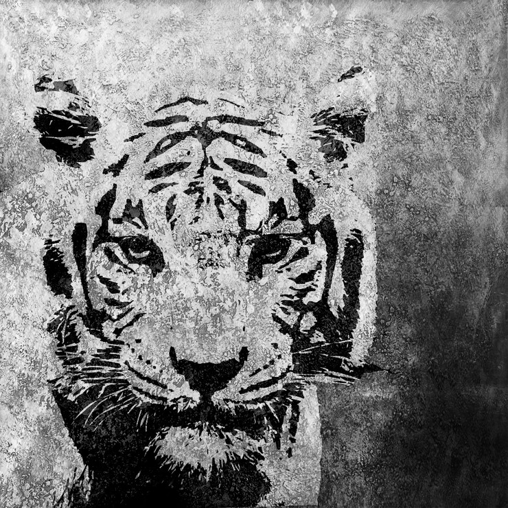 Wild Life,Tiger,wild animal