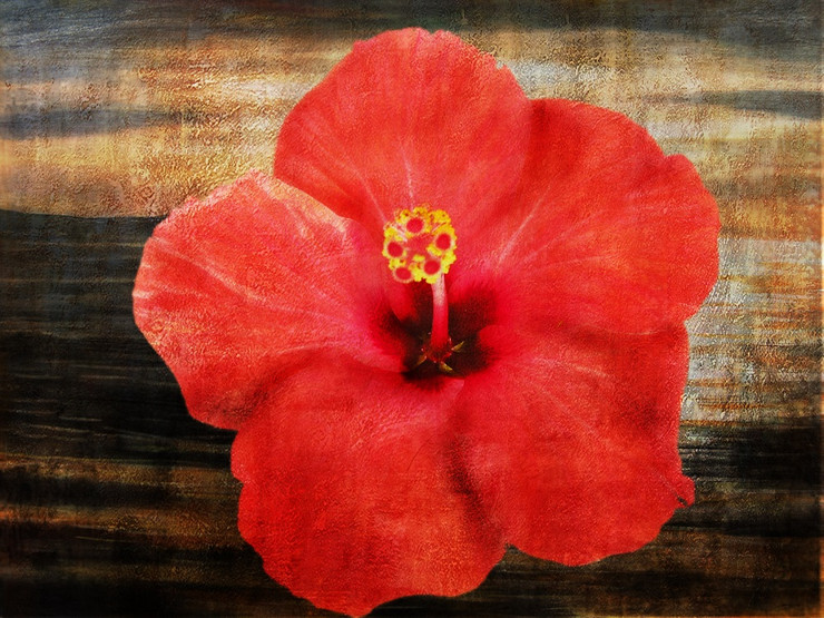 Flower,Floral,playing Flower,Colorful flowers,petal,beauty of floral,bloom ,blossom